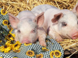 Two Domestic Piglets, Mixed-Breed Prints by Lynn M. Stone