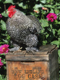 Domestic Chicken, Barred Rock Cohin Bantam Rooster, Iowa, USA Kunstdrucke von Lynn M. Stone