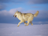 Arctic Grey Wolf, Running Through Snow, USA Photo by Lynn M. Stone