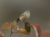 Ruby Crowned Kinglet, Adult in Black Hawthorn, Grand Teton National Park, Wyoming, USA Posters by Rolf Nussbaumer