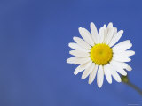 Marguerite / Ox Eye Daisy (Leucanthemum Vulgare) UK Prints by Pete Cairns
