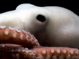 Deepsea Octopus (Benthoctopus Sp), Close-Up of Eye, Deep Sea Atlantic Ocean Poster by David Shale
