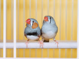 Spotted Sided Zebra Finches, Pair in Cage (Poephila / Taeniopygia Guttata) Photo by Reinhard 