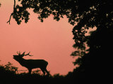 Red Deer Stag Calling at Sunset, New Forest, Hampshire, England Poster by Laurent Geslin
