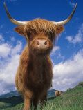 Highland Cattle Bull Portrait, Scotland, UK Poster by Niall Benvie