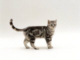 Domestic Cat, 6-Month Silver Tabby Male Kitten Posters by Jane Burton
