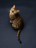Domestic Cat, Female Brown Spotted Bengal Viewed from Above Posters par Jane Burton