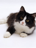 Domestic Cat, 6-Month, Black-And-White Semi-Longhaired Female Cat Lying on Floor Affiches par Jane Burton