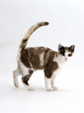 Domestic Cat, Chocolate-Tortoiseshell, Friendly Tail-Up Greeting Posters by Jane Burton