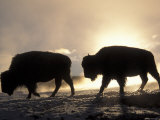 Two Bison Silhouetted Against Rising Sun, Yellowstone National Park, Wyoming, USA Posters by Pete Cairns