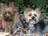 Yorkshire Terrier Dogs, One Clipped, Illinois, USA Posters by Lynn M. Stone