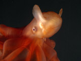Deep Sea Cirrate Octopod, from 800M Depth, Atlantic Posters by David Shale