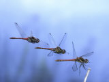 Common Darter Dragonfly Male Landing on Flower, UK Posters by Kim Taylor