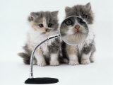 Two Domestic Cat Kittens Play with Magnifying Glass Pósters por Jane Burton