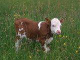 Cows, Domestic Cattle, Calf, Europe Affiches par Reinhard 