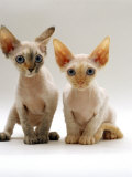Domestic Cat, Two Tortoiseshell Devon Si-Rex Kittens Posters par Jane Burton