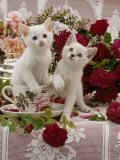 Domestic Cat, Amber-Eyed and Blue-Eyed White Kittens in a Large Teacup with Bowl of Roses Pósters por Jane Burton
