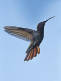 Jamaican Mango, in Flight, Rocklands, Montego Bay, Jamaica Posters by Rolf Nussbaumer