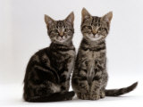 Domestic Cat, Two 8-Week Tabby Kittens, Male and Female Affiches par Jane Burton