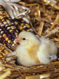 Domestic Chicken Chick Prints by Lynn M. Stone