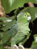 Mealy Amazon Parrot Prints by Lynn M. Stone