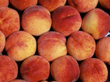 Peaches (Prunus Persica) Europe Poster by Reinhard 