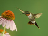Ruby Throated Hummingbird,Male Feeding on Purple Coneflower, New Braunfels, Texas, USA Photo by Rolf Nussbaumer