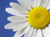 Marguerite / Ox Eye Daisy (Leucanthemum Vulgare) UK Posters par Pete Cairns