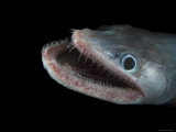 Bathypelagic Lizard Fish (Bathysaurus Ferox), Deep Sea Atlantic Ocean Prints by David Shale