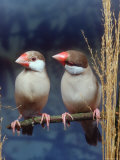 Java Sparrows, Cream (Padda Oryzivora) Affiches par Reinhard 