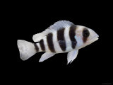 Humphead Cichlid {Cyphotilapia Frontosa) Posters by Jane Burton