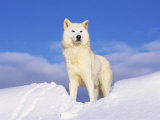 Arctic Grey Wolf in Snow, Idaho, USA Posters par Tom Vezo