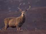 Red Deer Stag on Hillside, Inverness-Shire, Scotland Prints by Niall Benvie