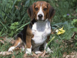Beagle Dog Portrait Posters by Lynn M. Stone