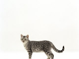 Domestic Cat, 5-Month Silver Spotted Shorthair Male Prints by Jane Burton Domestic Cat, 5-Month Silver Spotted Shorthair Male Prints by Jane Burton
