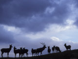 Red Deer Herd Silhouette at Dusk, Strathspey, Scotland, UK Prints by Pete Cairns