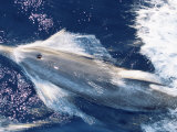 Atlantic Spotted Dolphin Bow-Riding, Bahamas, Atlantic Posters par Todd Pusser