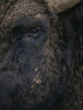 Close-Up Face of European Bison {Bison Bonasus) Posters by Pete Cairns