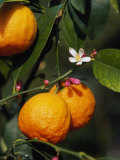 Orange Fruits and Blossom (Citrus Aurantium Sinensis) Affiches par Reinhard 