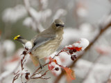 Cedar Waxwing, Young on Hawthorn with Snow, Grand Teton National Park, Wyoming, USA Posters par Rolf Nussbaumer