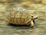Leopard Tortoise (Geochelone Pardalis) Running Affiches par Jane Burton