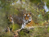 Female Tiger, with Four-Month-Old Cub, Bandhavgarh National Park, India Prints by Tony Heald