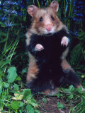 Common Hamster (Cricetus Cricetus) Posters par Reinhard 