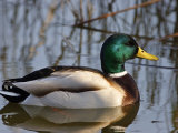 Mallard Duck Drake (Anas Platyrynchos) Spain Plakater av Juan Manuel Borrero