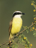 Great Kiskadee, Texas, USA Posters par Rolf Nussbaumer