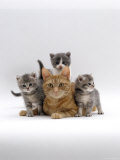 Domestic Cat, Ginger Mother with Foster Kittens Affiche par Jane Burton