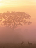 Two Male Impala at Dawn, Okavango Delta, Botswana Plakaty autor Pete Oxford