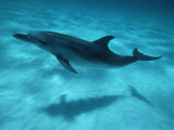 Atlantic Spotted Dolphin and Shadow on Seabed, Bahamas Posters by Todd Pusser