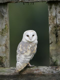 Barn Owl, in Old Farm Building Window, Scotland, UK Cairngorms National Park Poster von Pete Cairns