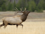 Elk, Bull Bugling in Rut, Yellowstone National Park, Wyoming, USA Print by Rolf Nussbaumer